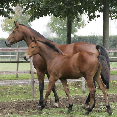 San Giacomo Horses & Agriturismo Arluno Exteriér fotografie
