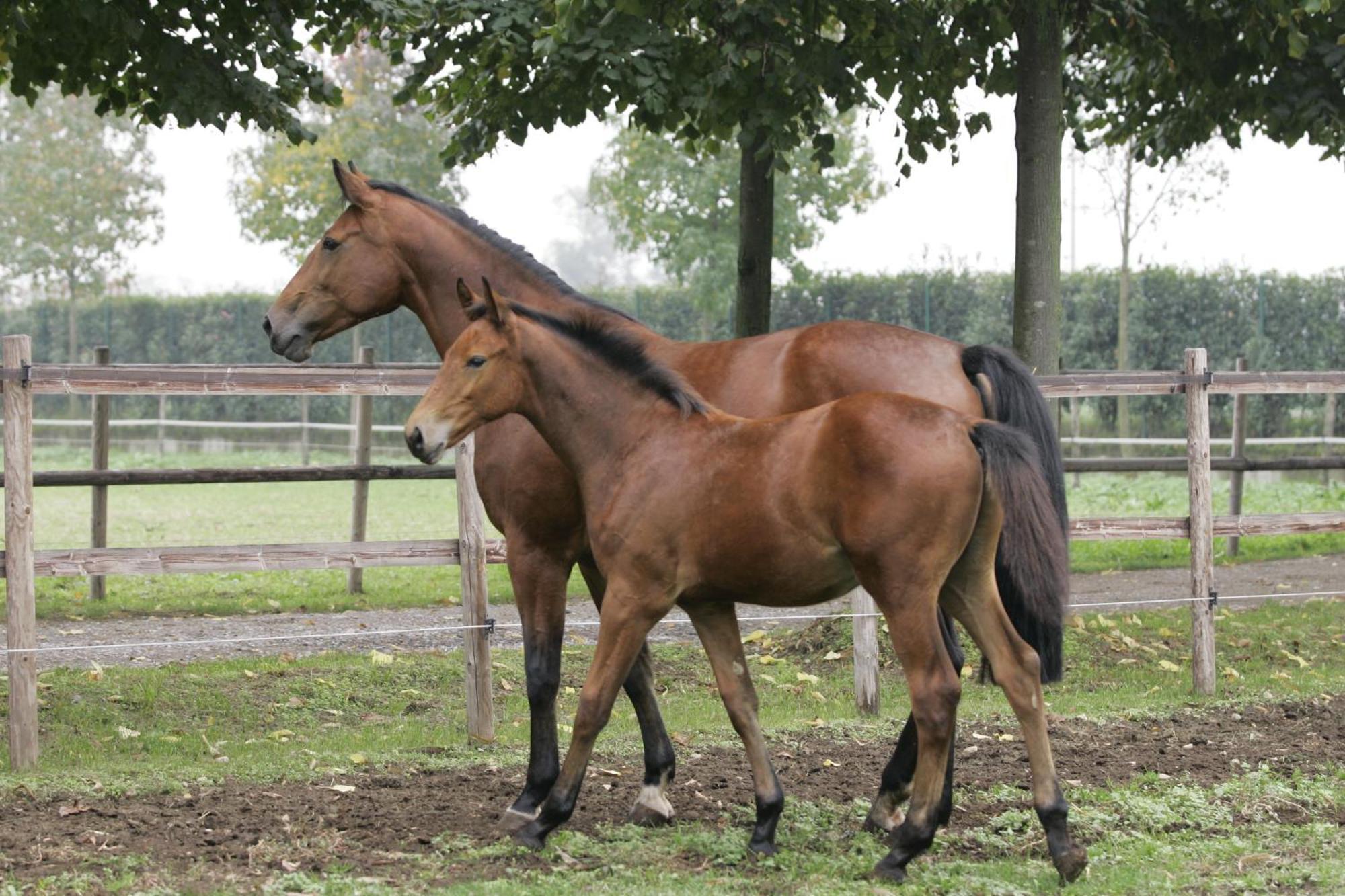 San Giacomo Horses & Agriturismo Arluno Exteriér fotografie