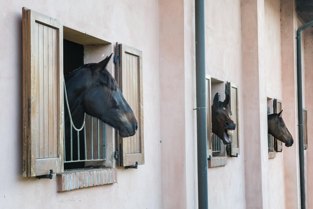 San Giacomo Horses & Agriturismo Arluno Exteriér fotografie