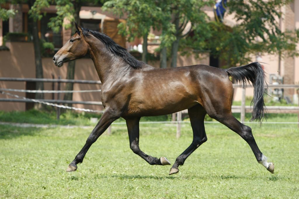 San Giacomo Horses & Agriturismo Arluno Exteriér fotografie