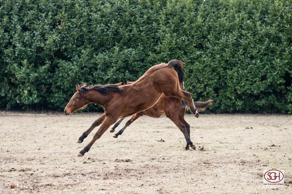 San Giacomo Horses & Agriturismo Arluno Exteriér fotografie