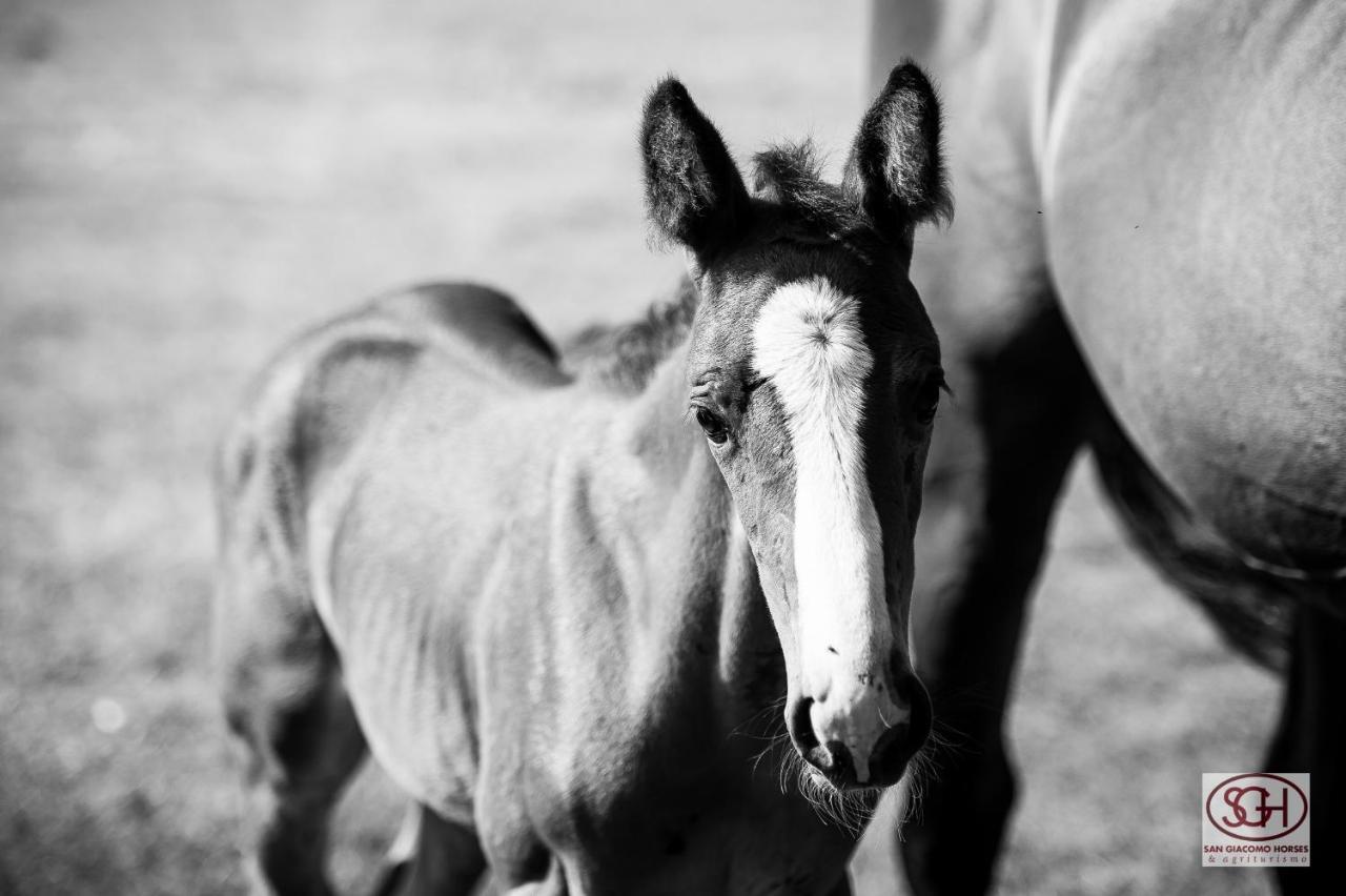 San Giacomo Horses & Agriturismo Arluno Exteriér fotografie